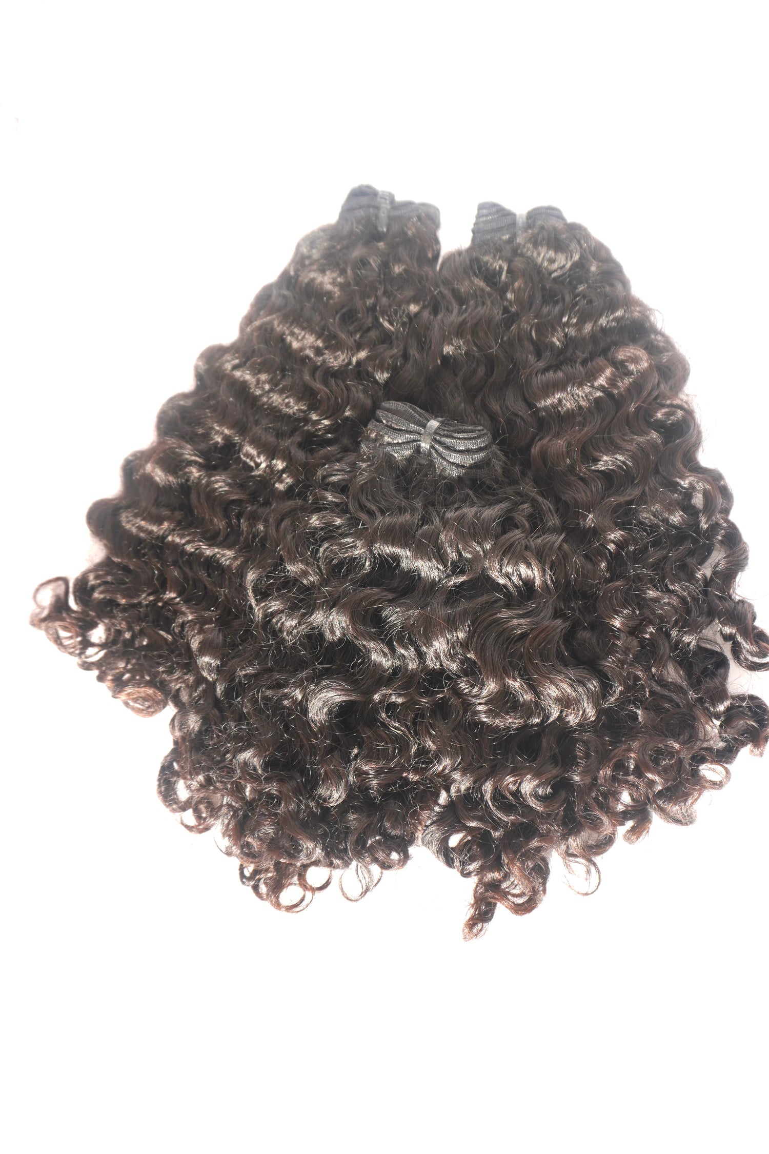 Burmese Curly (Pre-Order)