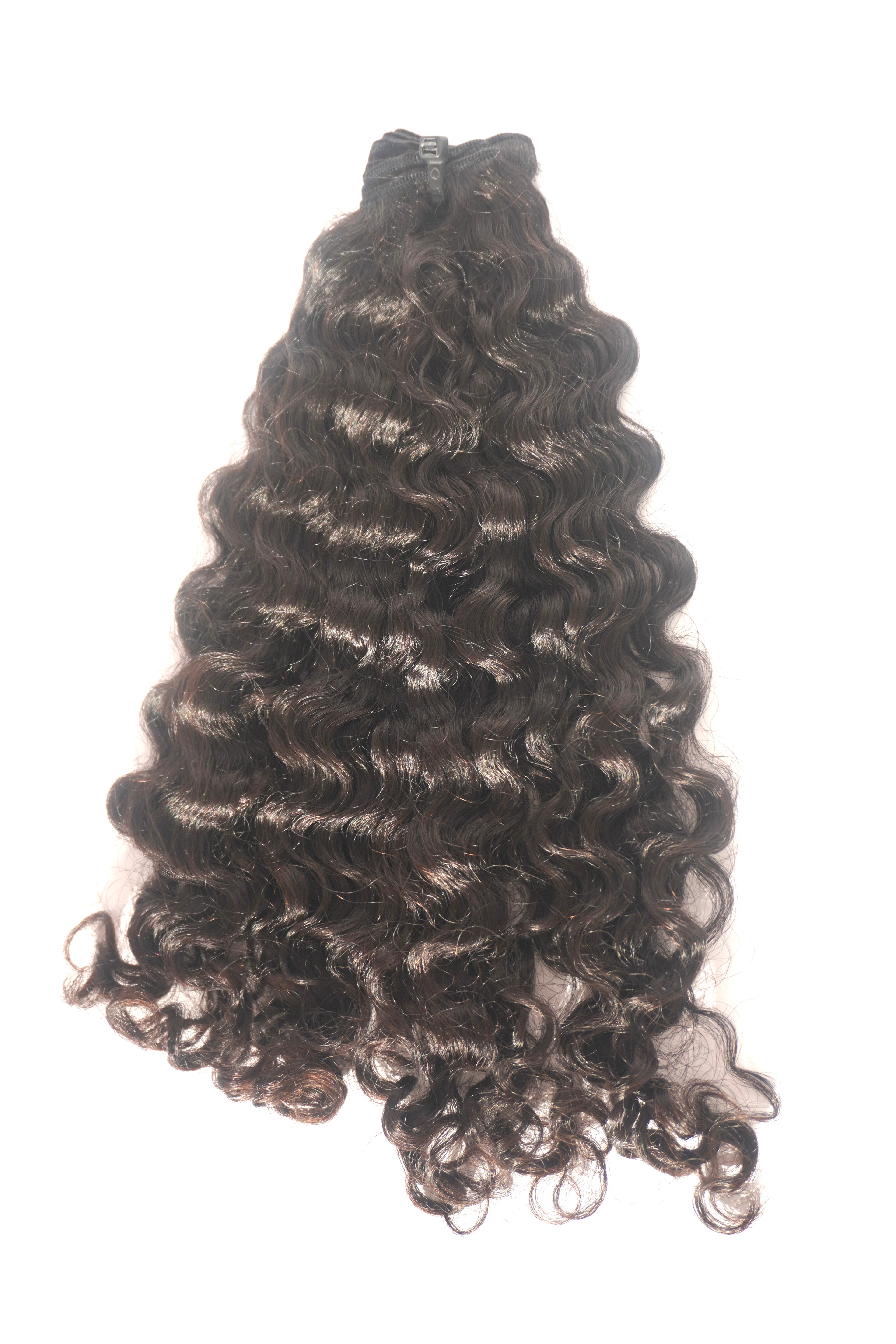 Burmese Curly (Pre-Order)